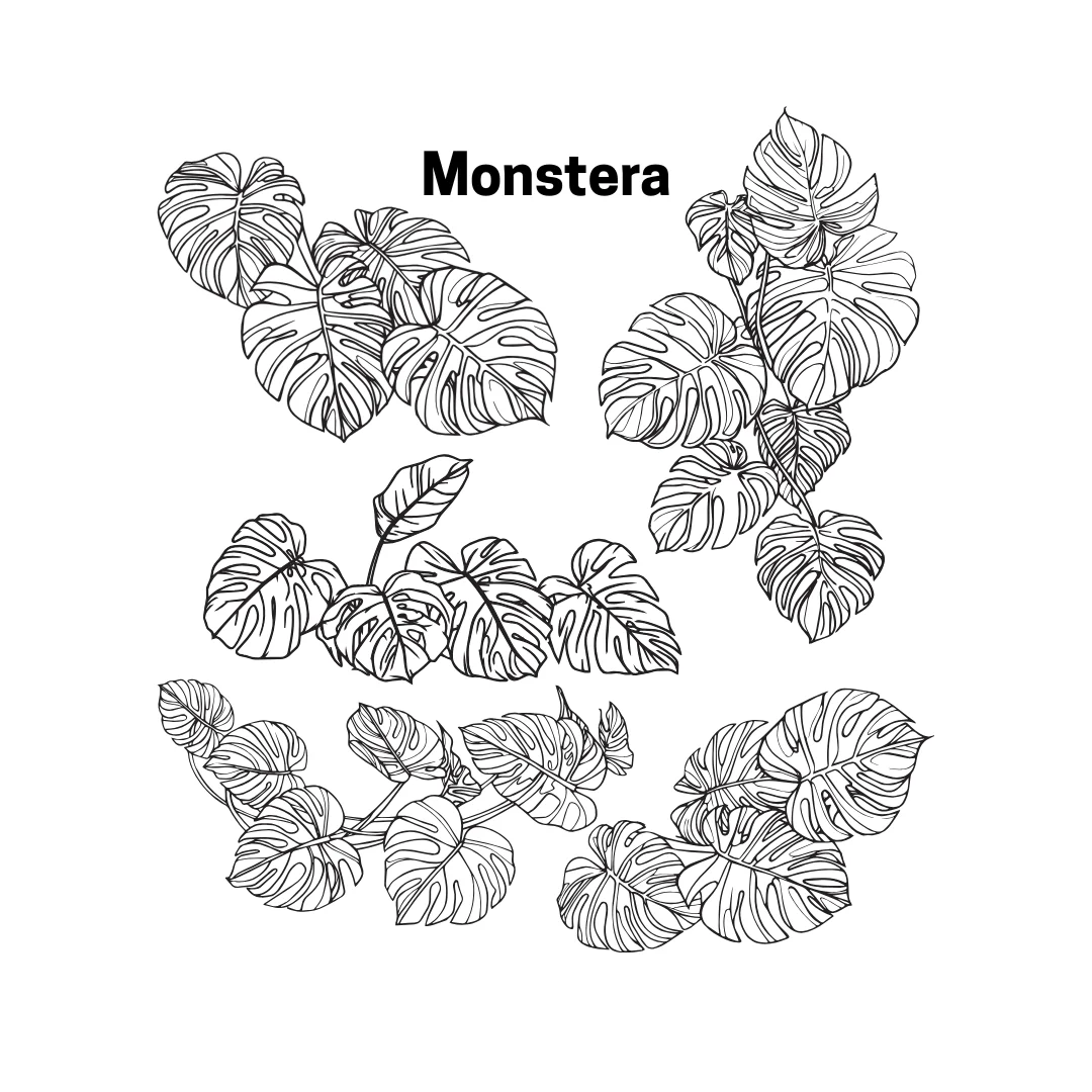 Monstera Beaker Double Stack - Image 3